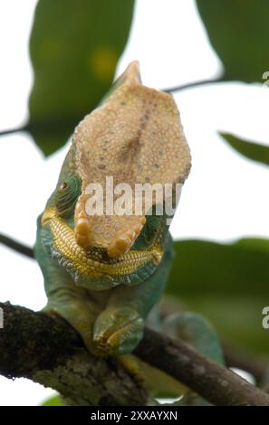 Camaleonte di Parson (Calumma parsonii), il camaleonte più grande del mondo, nel Parco Nazionale di Ranomafana, Madagascar. Foto Stock