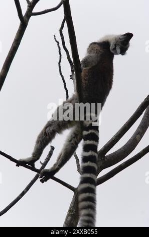 Lemure a coda anulare (Lemur catta) presso Anja Reserve, Madagascar. Foto Stock