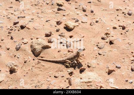 Lucertola a testa tonda nel deserto, Phrynocephalus mystaceus, che riposa sulla sabbia, somiglia a un drago vivente nel suo ambiente naturale Foto Stock