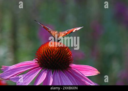 Una farfalla pavone diffonde le sue ali sul cono centrale di un fiore di campo dell'Echinacea Purpurea (Coneflower viola). Giardino all'inglese, luglio Foto Stock