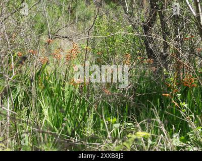 Bandiera africana (Chasmanthe floribunda) Plantae Foto Stock