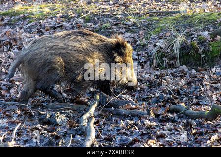 Cinghiale (Sus scrofa) nella foresta. Foto Stock