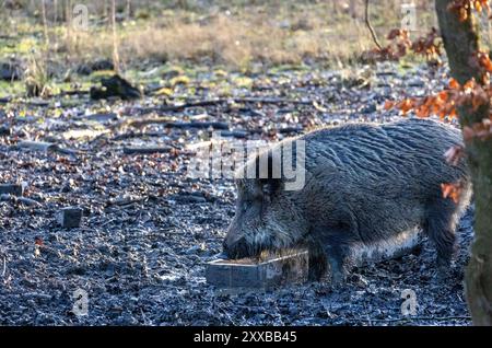 Cinghiale (Sus scrofa) nella foresta. Foto Stock