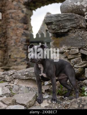 Gray Staffordshire terrier che posa su alcune vecchie rovine rocciose per un ritratto all'aperto Foto Stock