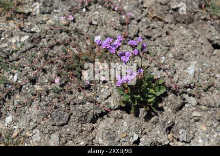 Lavanda di mare, Cresce sulla costa vicino a le Grand Village, Belle Ile en Mer, Bretagna, Francia Foto Stock