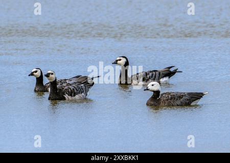 Ibrido d'oca dell'imperatore x barnacle (Anser canagicus x Branta leucopsis) che nuota tra il gregge di oche del barnacle nello stagno in estate Foto Stock