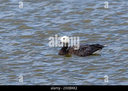 Ibrido di oca dell'imperatore x barnacle (Anser canagicus x Branta leucopsis) che nuota nello stagno in estate Foto Stock