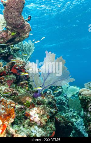 Honduras, Utila, ventilatore al mare viola (Gorgonia ventalina) Foto Stock