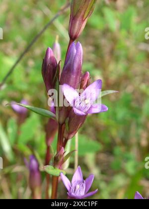 La Gentianella amarella autunnale è una piccola "Gentianella amarella", che cresce su praterie di gesso, favorendo pendii rivolti a sud con terreno sottile. Il suo viola, t Foto Stock