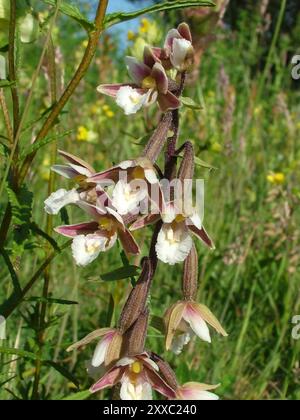 Marsh Helleborine ' Epipelactis palustris' Fiori Luglio Agosto, su Chalk giù zona di riserva, Morgans Hill, Wiltshire, Regno Unito Foto Stock