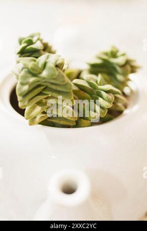 Teiera bianca trasformata in una piantatrice per una Crassula Perforata. Un'opzione decorativa e originale per case e uffici. Foto Stock