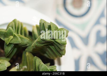 Succulenta Crassula Perforata piantata in una teiera bianca, perfetta per aggiungere un tocco verde e originale a qualsiasi spazio. Foto Stock