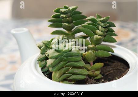 Teiera bianca riproposta come piantatrice per una Crassula Perforata. Un'opzione decorativa e sostenibile per gli amanti delle piante e del design. Foto Stock