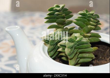 Teiera bianca trasformata in una piantatrice per una Crassula Perforata. Un'opzione decorativa e originale per case e uffici. Foto Stock