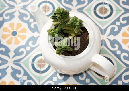 Teiera bianca trasformata in una piantatrice per una Crassula Perforata. Un'opzione decorativa e originale per case e uffici. Foto Stock