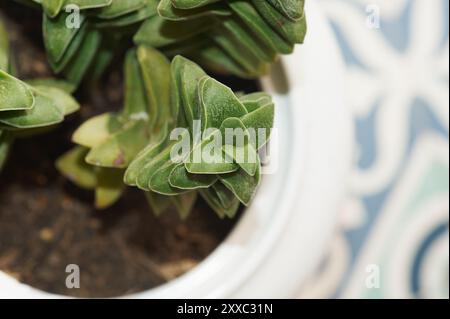 Pianta succulenta in una teiera bianca, ideale per un arredamento minimalista e moderno. Aggiunge un tocco di verde e fresco a qualsiasi Foto Stock