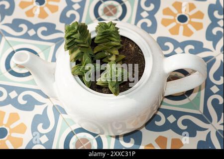Pianta succulenta in una teiera bianca, ideale per un arredamento minimalista e moderno. Aggiunge un tocco verde e fresco a qualsiasi spazio. Foto Stock