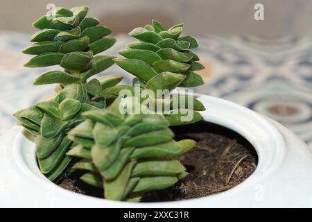 Succulenta Crassula Perforata piantata in una teiera bianca, perfetta per aggiungere un tocco verde e originale a qualsiasi spazio. Foto Stock