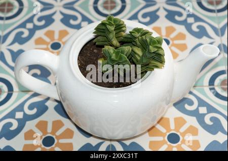 Crassula Perforata in una teiera bianca su una superficie piastrellata. Perfetto per l'arredamento degli interni con un tocco naturale ed elegante. Foto Stock