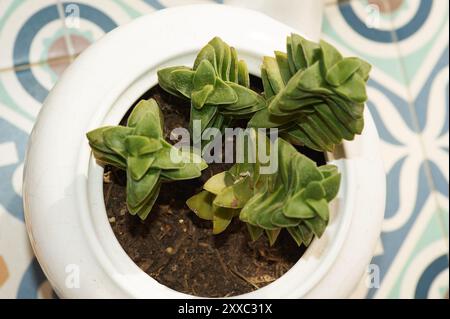 Crassula Perforata in una teiera bianca su una superficie piastrellata. Perfetto per l'arredamento degli interni con un tocco naturale ed elegante. Foto Stock