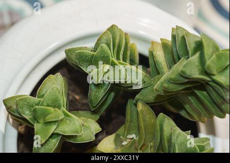 Teiera bianca riproposta come piantatrice per una Crassula Perforata. Un'opzione decorativa e sostenibile per gli amanti delle piante e del design. Foto Stock