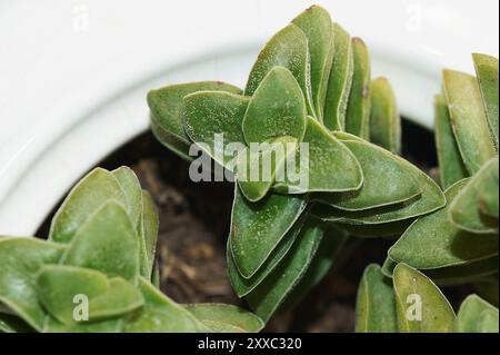 Crassula Perforata cresce in una teiera bianca, creando una combinazione unica di funzionalità e bellezza naturale. Ideale per la decorazione di interni. Foto Stock