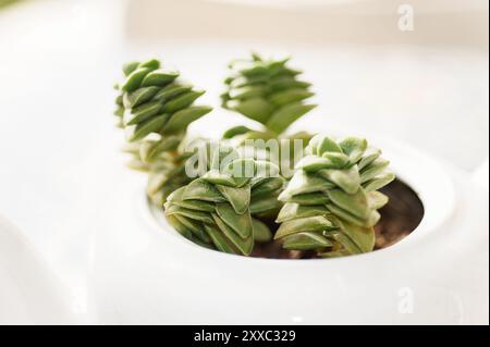 Succulenta Crassula Perforata piantata in una teiera bianca, perfetta per aggiungere un tocco verde e originale a qualsiasi spazio. Foto Stock