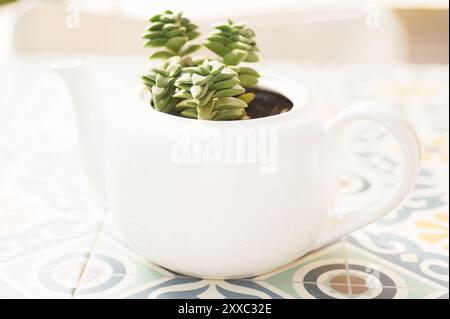 Teiera bianca riproposta come piantatrice per una Crassula Perforata. Un'opzione decorativa e sostenibile per gli amanti delle piante e del design. Foto Stock