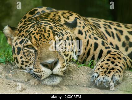 Jaguar appoggiata su una roccia. Foto Stock