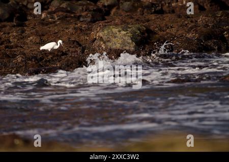 Piccola egretta Egretta garzetta in cerca di cibo. DOS Roques. Galdar. Gran Canaria. Isole Canarie. Spagna. Foto Stock