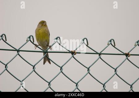 Atlantico canarino Serinus canarius su una recinzione. Lomada de Tecina. San Sebastian de la Gomera. La Gomera. Isole Canarie. Spagna. Foto Stock