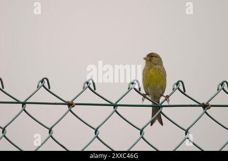 Atlantico canarino Serinus canarius su una recinzione. Lomada de Tecina. San Sebastian de la Gomera. La Gomera. Isole Canarie. Spagna. Foto Stock