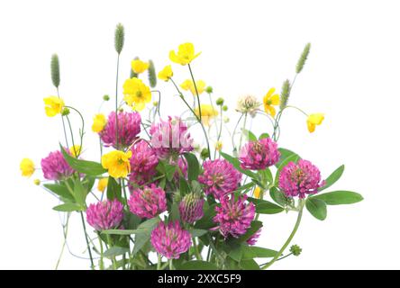 Clovers rossi in fiore e fiori di anemone giallo isolati su sfondo bianco. Prato piante selvatiche Trifolium pratense. Foto Stock