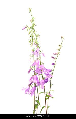 Bellflowers, Campanula Rapunculoides, isolata su sfondo bianco. Fiori selvatici che strisciano fiori di campanello Foto Stock