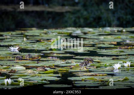 Un tranquillo laghetto pieno di ninfee e ninfee bianche. Diversi anatroccoli sono visti nuotare tra i gigli, creando una tranquilla scena naturale Foto Stock