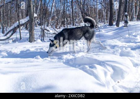 L'husky siberiano sta giocando sulla neve durante una giornata invernale c'è molta neve intorno al cane il cane è in mezzo alla foresta con alberi Foto Stock