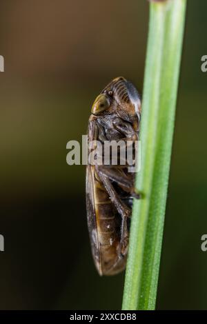 Ranocchio comune (Philaenus Spumarius) su una lama d'erba Foto Stock