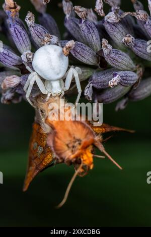 Ragno di granchio floreale (Misumena vatia) con una falena macchiata d'oro su una pianta di lavendar Foto Stock