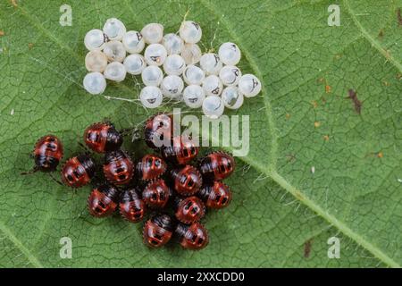 Ninfe e uova comuni (Palomena prasina), primo instar Foto Stock