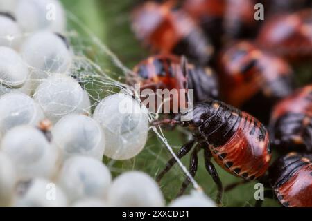 Ninfe e uova comuni (Palomena prasina), primo instar Foto Stock