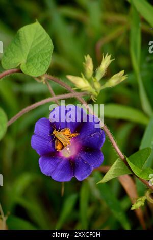 Una farfalla skipper si nutre di un fiore di gloria mattutina che cresce in un campo di mais nella Carolina del Nord. Foto Stock
