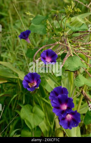 Una farfalla skipper si nutre di un fiore di gloria mattutina che cresce in un campo di mais nella Carolina del Nord. Foto Stock
