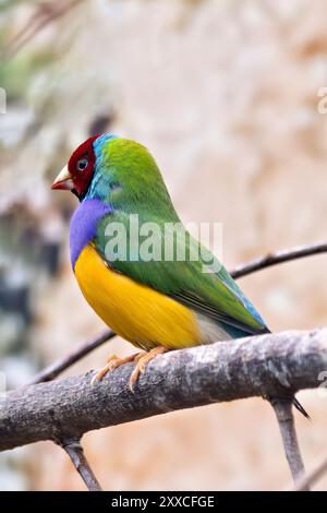 Un Gouldian finch arroccato su un ramo. Questo vibrante uccello si nutre di semi d'erba e piccoli insetti. Foto Stock