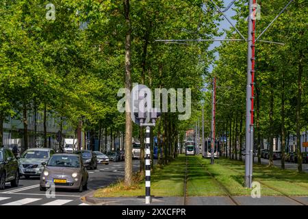 Stadtbegrünung, Innerstädtische Straße Laan op Zuid, im Rotterdam damer Stadtteil Feijenoord, 4 Fahrspuren, 2 Straßenbahn Gleise, beidseitige Radwege, Gehwege und Parkstreifen, mit hunderten von Platanen begrünt, auf rund 1,5 KM, geben Schatten, kühlen im Sommer, Straßenbahngleise mit Rasenoberfläche, weniger Flächenversiegelung, Stadtklima, Mikroklima in der Stadt, Rotterdam, Niederlande Stadtgrün Rotterdam **** Verde urbano, strada nel centro della città Laan op Zuid, nel quartiere di Rotterdam di Feijenoord, 4 corsie, 2 piste del tram, piste ciclabili su entrambi i lati, sentieri e parcheggi, piantati con h Foto Stock