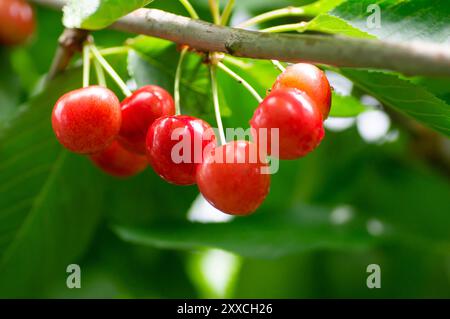 Ramo di ciliegio rosso maturo fresco, albero di frutti estivi (Prunus avium) Foto Stock