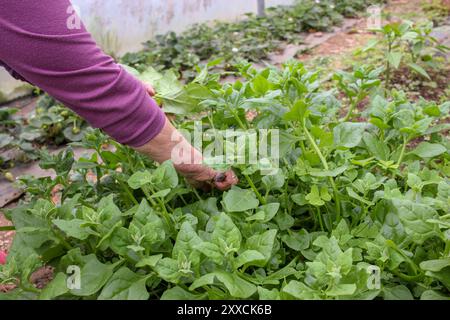 spinaci sani e biologici che crescono nella mia serra Foto Stock