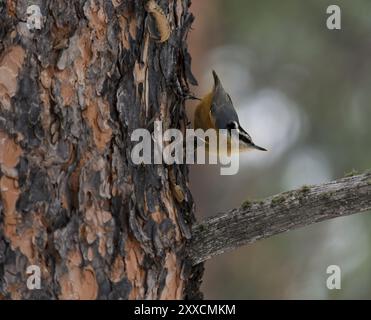 Red-Breasted Nuthatch su albero nello stato di Washington Foto Stock