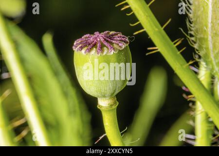 Capsula di semi di papavero verde piena di semi Foto Stock