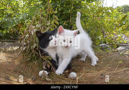 Gattino bianco che gioca tra le rocce Foto Stock