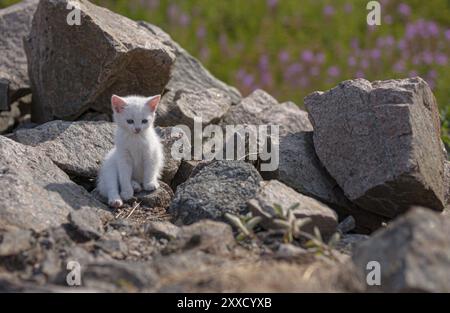 Gattino bianco che gioca tra le rocce Foto Stock